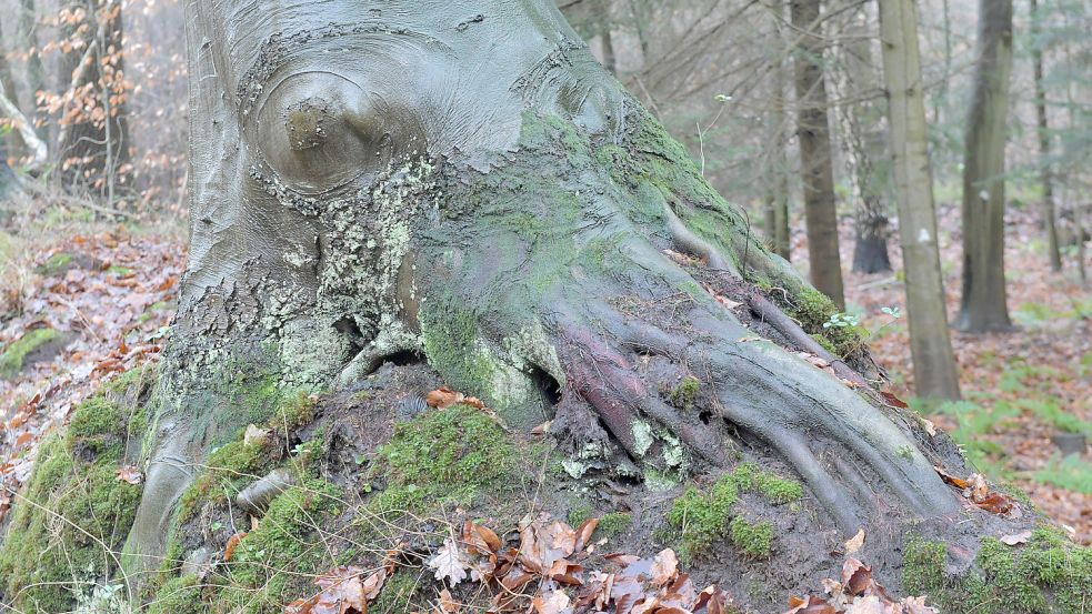 Die Wurzeln dieser Linde erinnern Linda Goosmann an die Krallen eines Hahns. Foto: Ortgies