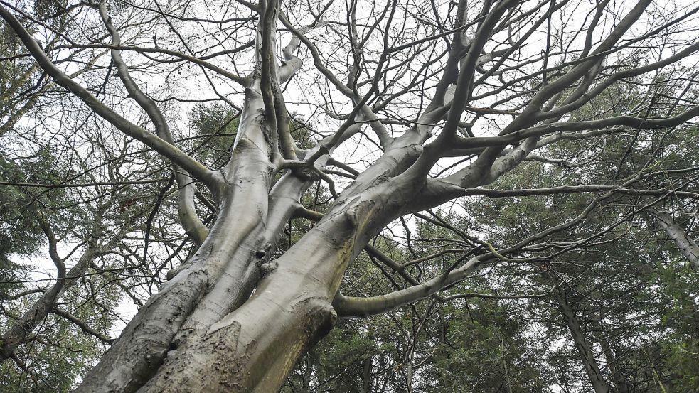 „Welches Bild erkenne ich in diesem Baum?“ Diese und ähnliche Fragen werden beim Waldbaden gestellt. Foto: Ortgies