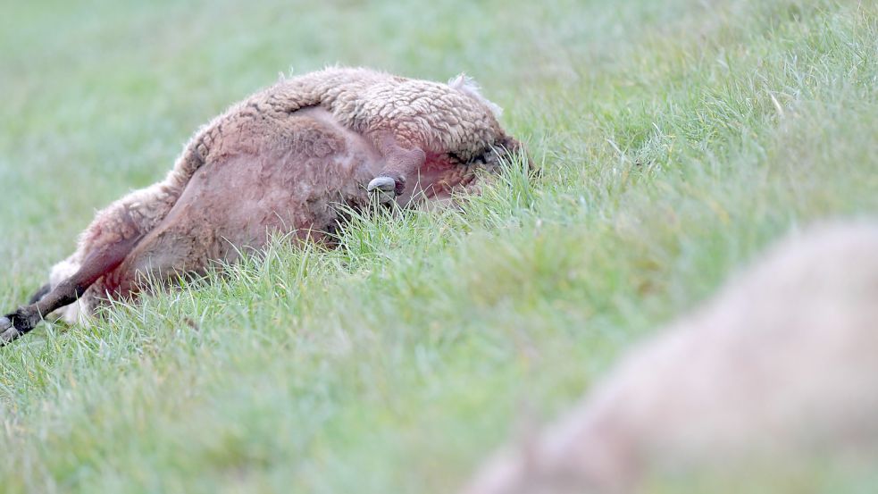 Kurz vor Weihnachten griff ein Wolf in Grimersum die Schafe von Johann Sjuts aus Leybuchtpolder an. 21 Tiere starben. Archivfoto: Ortgies