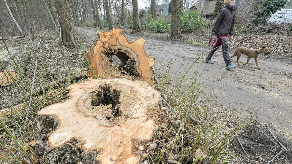 Im Julianenpark in Leer werden derzeit auch Baumfällarbeiten durchgeführt. Foto: Ortgies