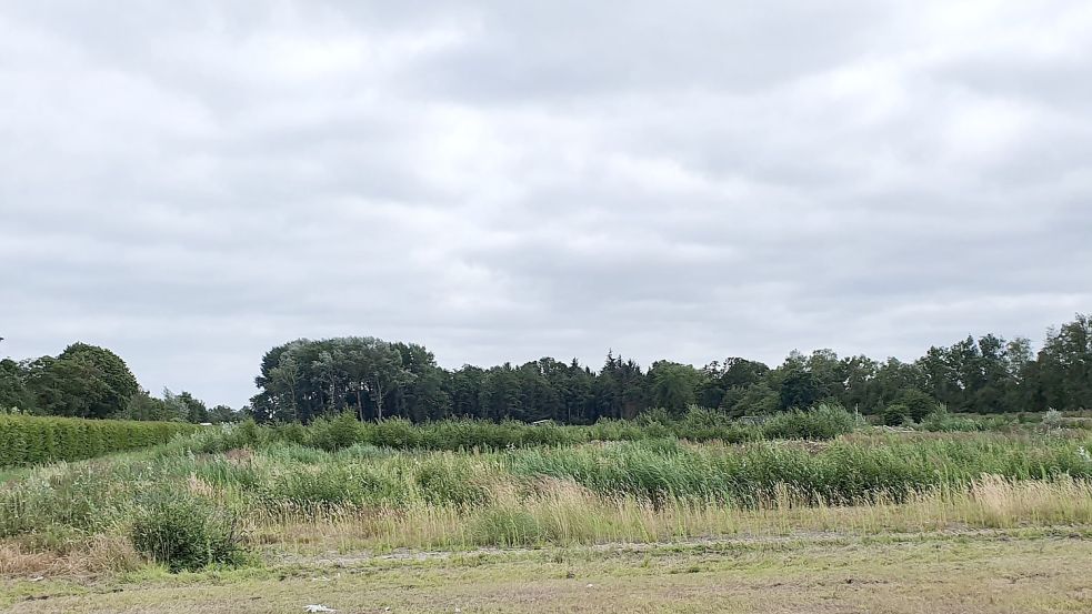 Wo früher die Wiesmoor-Gärtnerei Pflanzen gezogen hat, sollen künfitg Unternehmen sich ansiedeln können. Foto: Schoon/Stadt Wiesmoor