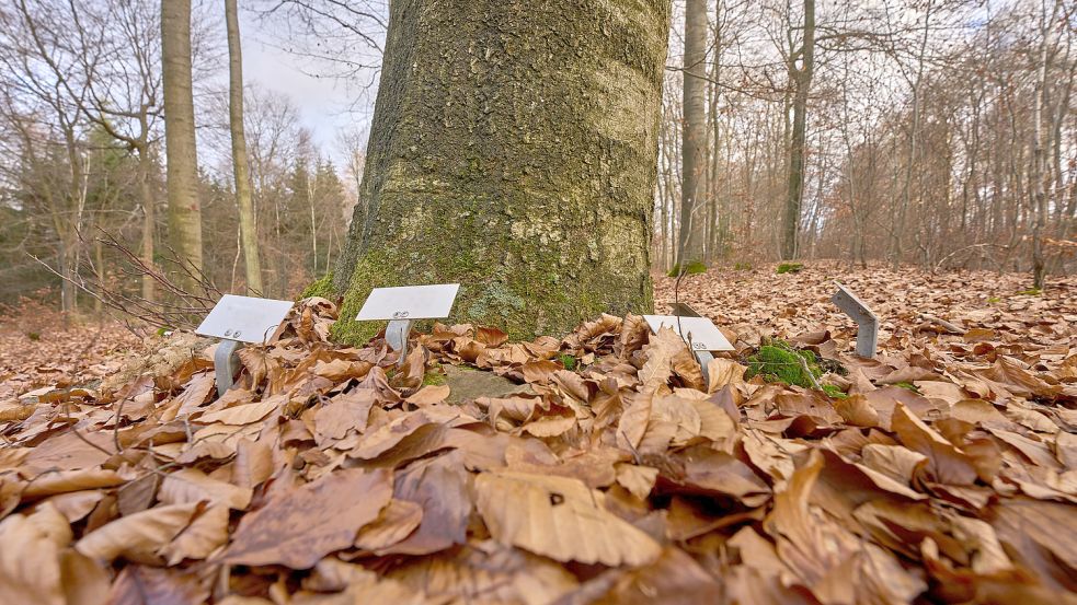 Namensschilder stehen am Stamm eines Baumes. Die Zahl der Bestattungswälder wächst. Foto: Frey/dpa