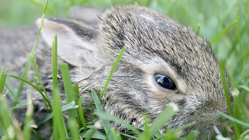 Hasenjunge verstecken sich im Gras und warten, bis ihre Mutter zum Säugen kommt. Foto: Pixabay