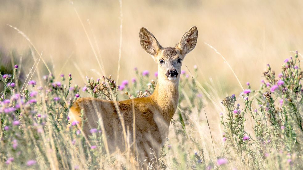 Rehe sind etwa von Dezember bis April trächtig. Foto: Pixabay