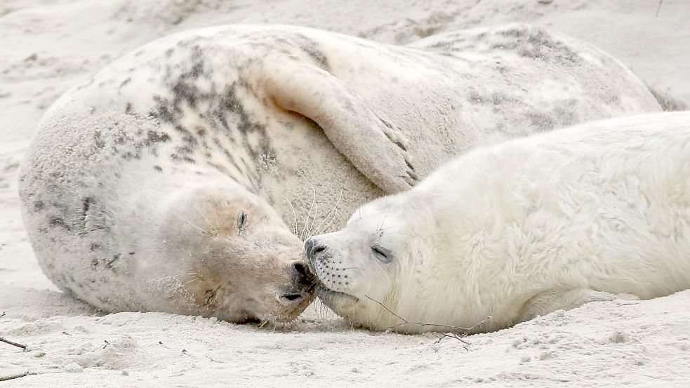 Kegelrobben wiegen dem Nabu zufolge bis zu 300 Kilogramm. Ihren Namen verdanken sie dem kegelförmigen Kopf. Die Tiere machen Jagd auf Fische wie Hering, Dorsch und Plattfische. Foto: dpa