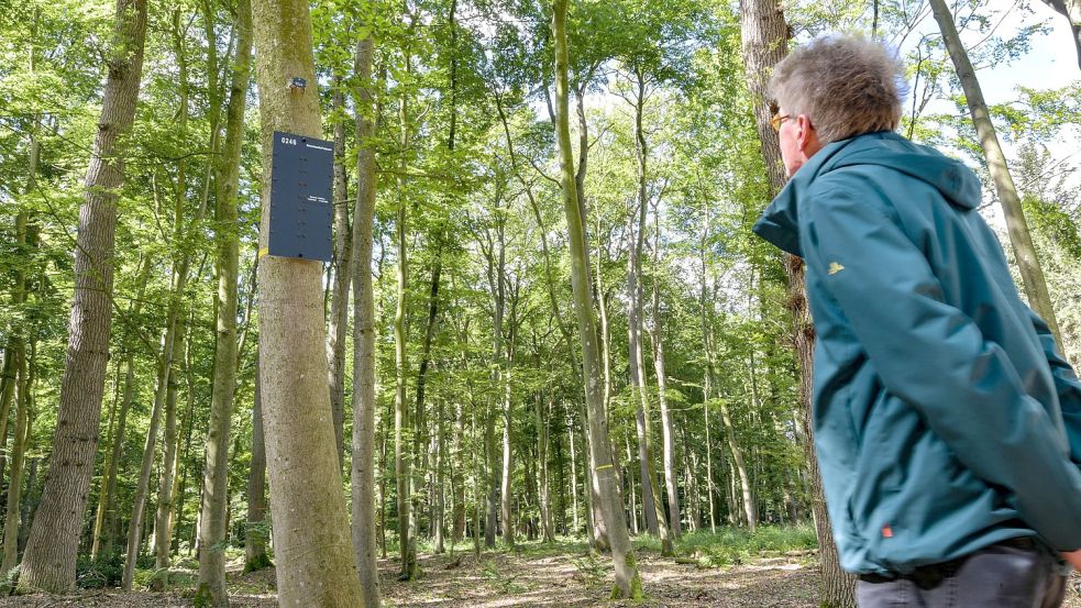 In Leer-Logabirum sind seit 2019 Urnen-Bestattungen unter Bäumen im Wald möglich. In Emden will man nun einen anderen Weg gehen. Foto: Ortgies/Archiv