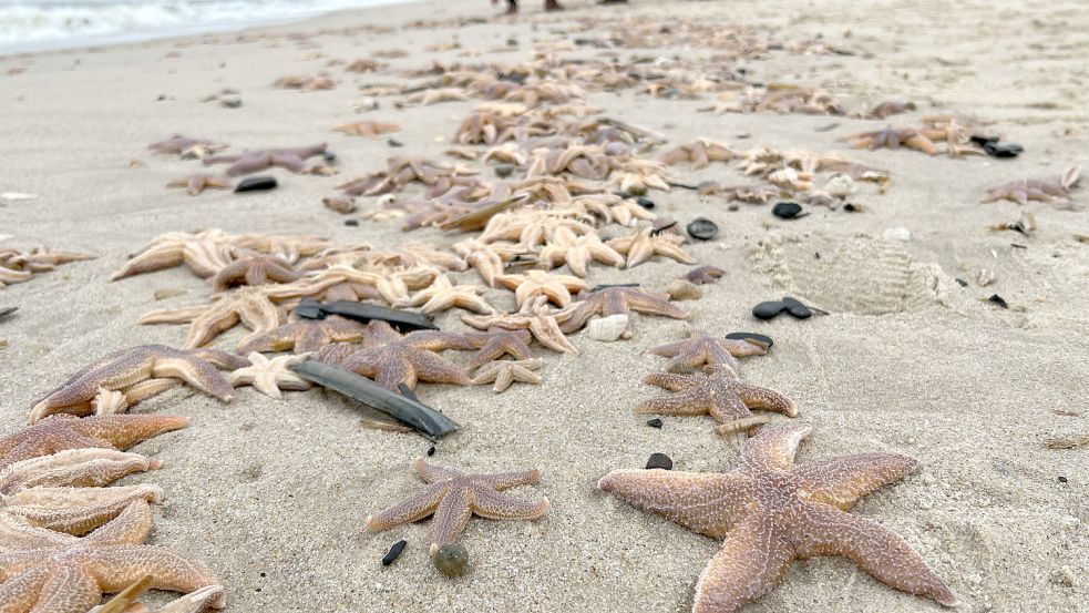 Auf Sylt wurden kürzlich zahlreiche Seesterne angeschwemmt. Foto: Bockwoldt/dpa