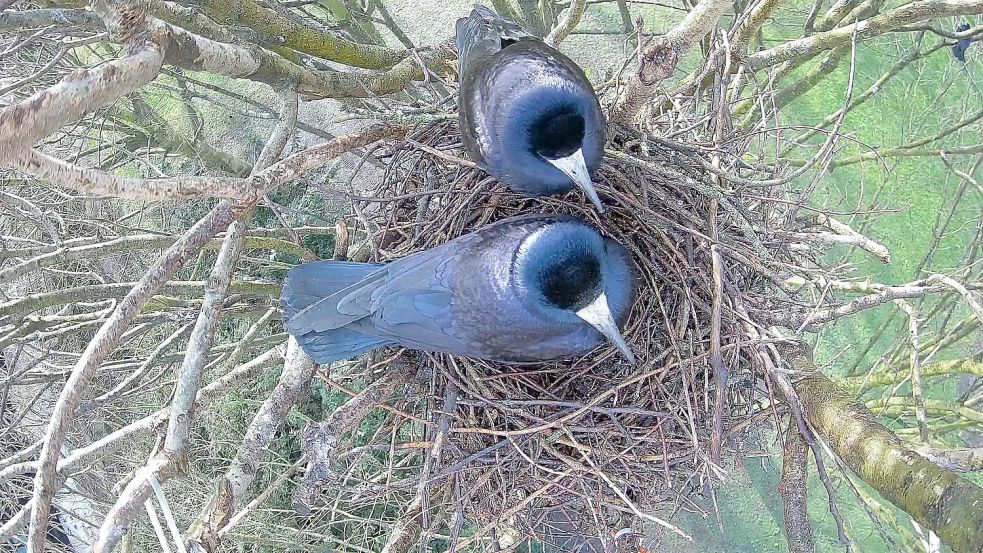 Eifrige Bautätigkeiten in den Baumwipfeln des Schlossparks Jever. Saatkrähen sind gut an den grau-weißen Schnäbeln zu erkennen. Foto: Arbeitsgruppe „Live dabei“