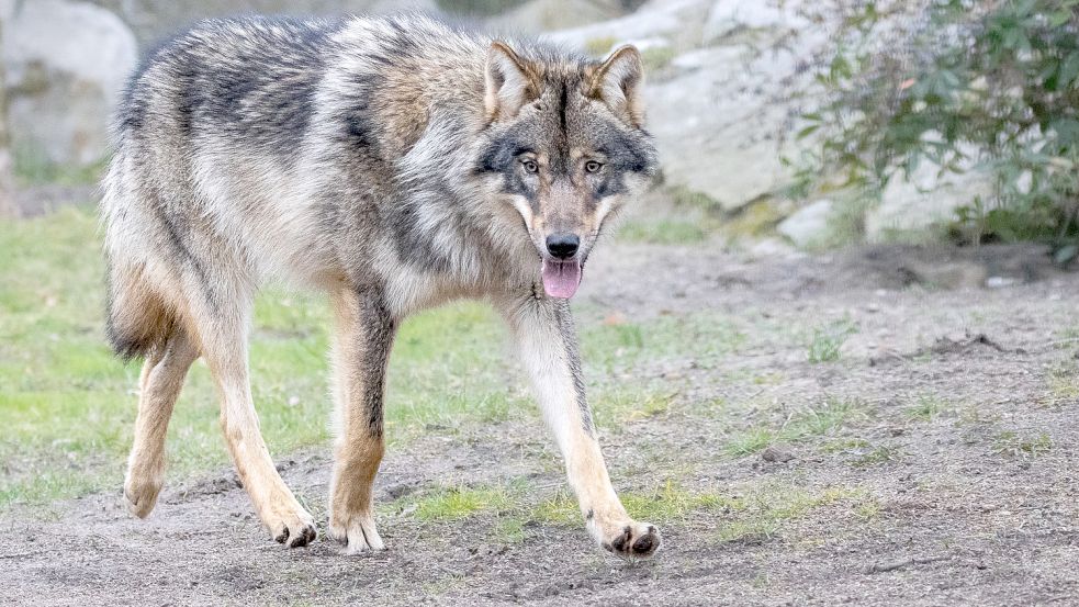 Wölfe wecken von jeher Urängste im Menschen. Foto: dpa/Zoo Berlin