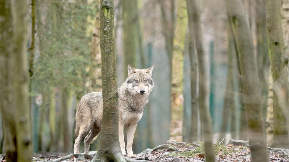 Der Wolf war auch im Ihlower Forst unterwegs. Foto: dpa/Archiv