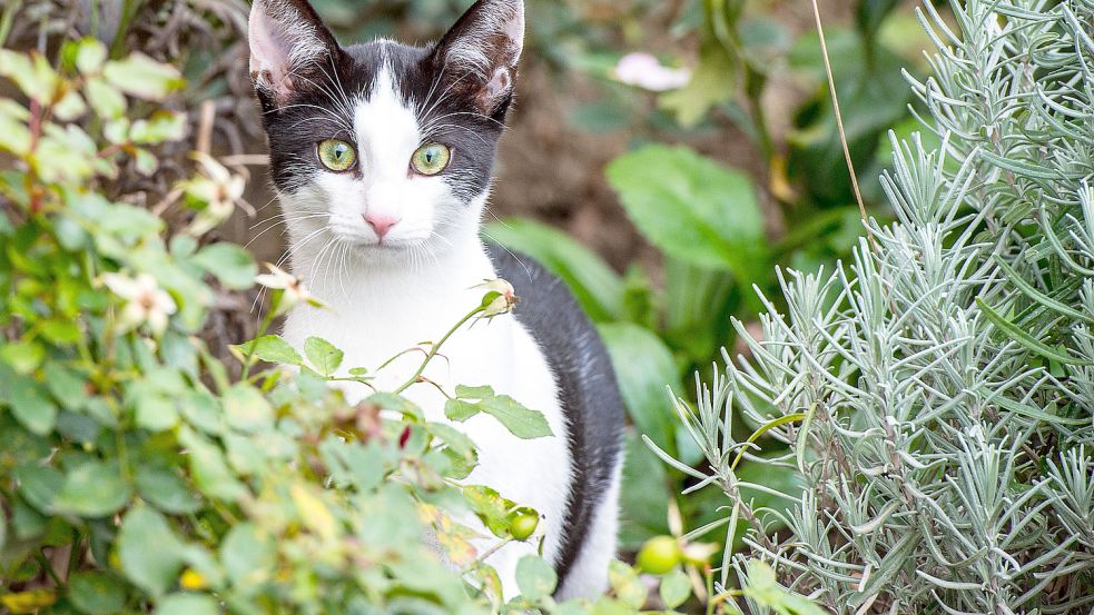 Die angebliche Suche nach ihrer ausgebüxten Katze nahmen zwei Frauen in Bremen als Anlass, in die Wohnung einer Seniorin zu gelangen. Foto: Federico Gambarini / dpa