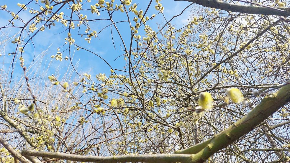 Im Stadtwald ist der Frühling eingekehrt. Foto: Hanssen
