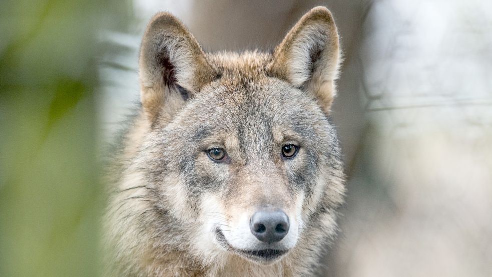 Es ist unwahrscheinlich, könnte aber mittlerweile sogar in Ostfriesland vorkommen: Wie verhalten sich Hundehalter richtig, wenn sie beim Gassi-gehen auf einen Wolf treffen? Symbolfoto: DPA