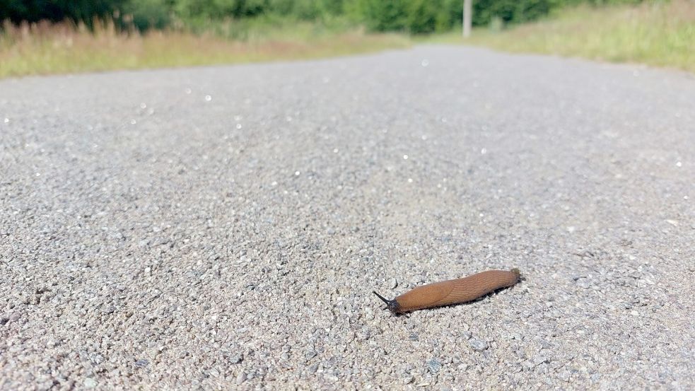 Eine einsame Nacktschnecke auf trockener, steiniger Flur: In immer heißeren, trockeneren Sommer wird die Bewegung im Freien für Menschen und Tier stärker zur Belastung, wenn es keinen Sonnenschutz gibt. Foto: Hanssen/Archiv