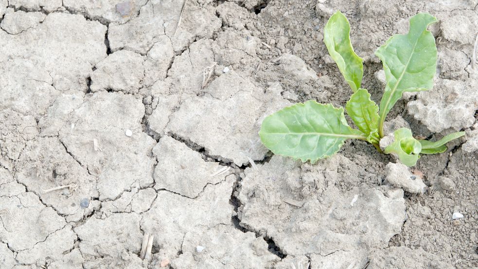 Trockenheit, Hitze, Überschwemmungen und Stürme sind die Folgen, die der Klimawandel mit sich bringt. Darauf können sich die Ostfriesen jetzt vorbereiten. Foto: Bucher/dpa