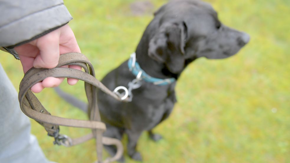 Ab dem 1. April muss der Hund an der Leine geführt werden. Es gilt Brut- und Setzzeit. Foto: Ortgies