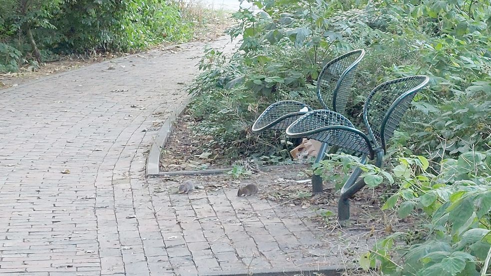 Zwei Ratten schauen unter den Sitzplätzen in der Nähe des Emder Blumenpavillons, ob sich noch Essensreste finden lassen. Dort, wo Menschen ihren Müll einfach in die Natur entsorgen, sammeln sich die Nagetiere gerne an. Foto: Hanssen/Archiv