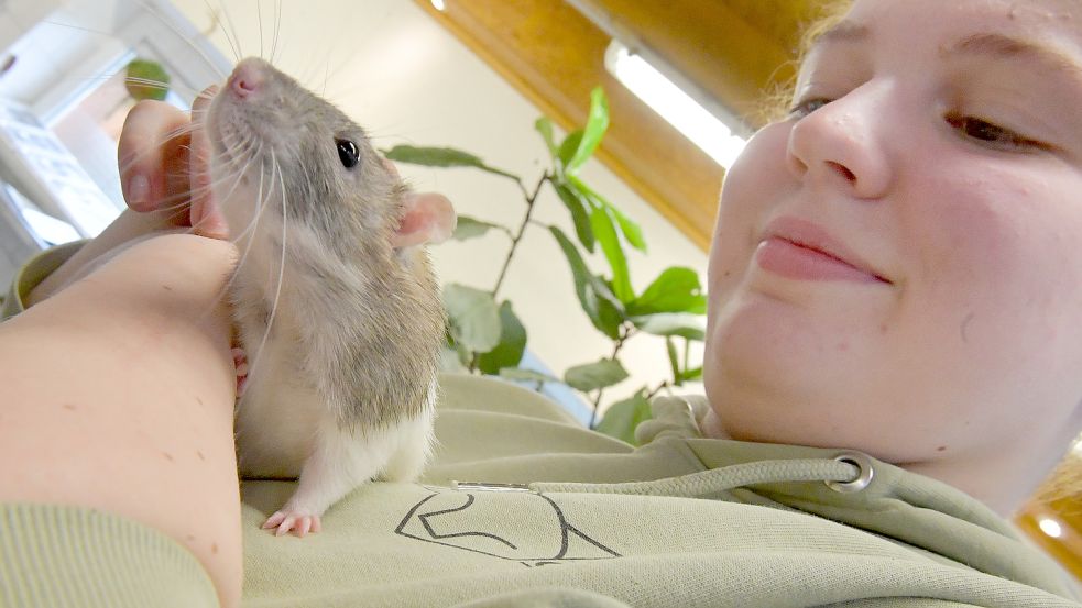 Ratten können sehr handzahm werden. Das zeigt Rattenjunge Skinner sehr gut auf dem Arm von Neele Breuer, die im Tierheim Oldenburg eine Ausbildung macht. Foto: Ortgies