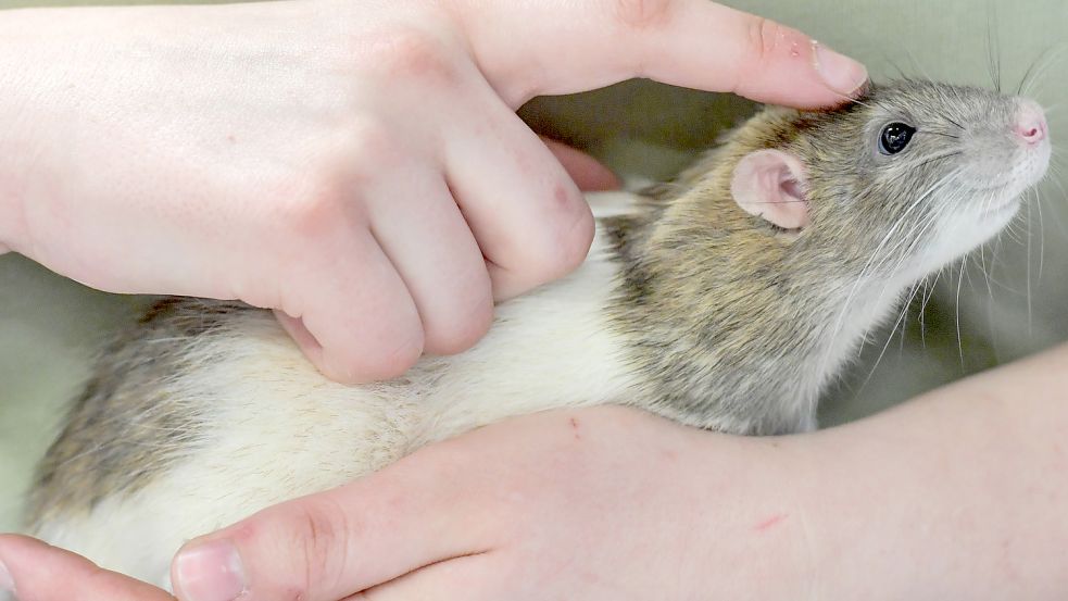 Ratte Skinner ist eins von rund 1500 Tieren, die aus einem Haushalt in Altenkirchen (Westerwald) gerettet wurden. Foto: Ortgies