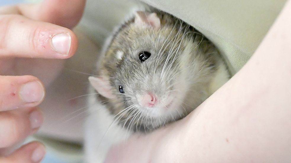 Ratten können sehr intelligent sein und haben Spaß am Versteckenspielen. Foto: Ortgies
