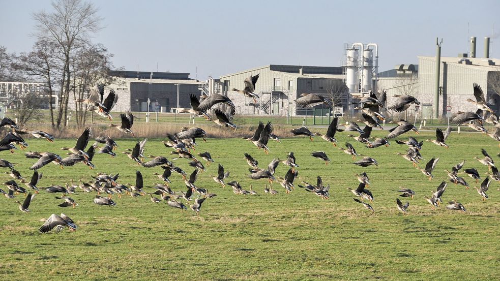 Sie haben noch nicht den Abflug zu ihren arktischen Brutgebieten gemacht: Wildgänse im Bereich der Gaskavernen in Jemgum. Foto: Wolters