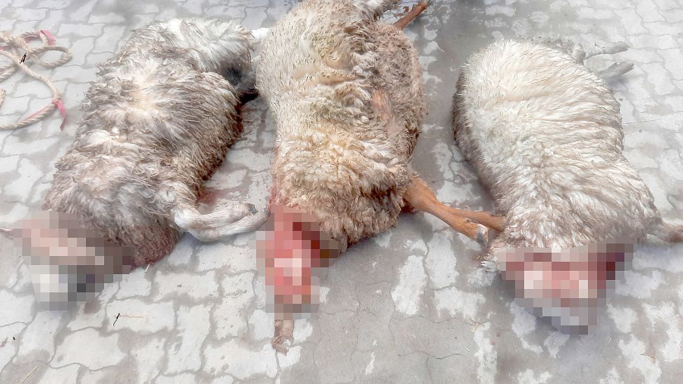 Die drei toten Schafe vom 26. März. Beim mittleren Tier ist der Schädel teilweise abgefressen, alle drei Schafe haben Kehlbisse. Foto: privat
