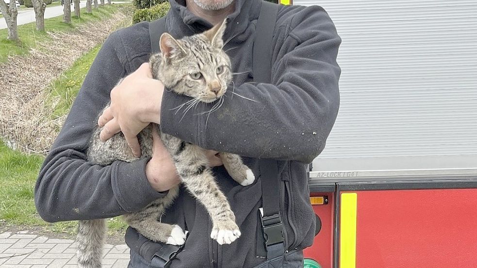 Diese Katze wurde wohlbehalten aus einem Baum in der Krummhörn befreit. Foto: Feuerwehr