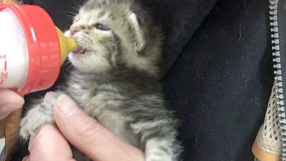 Auch das Aufziehen von Katzen gehört zum Tierschutz. Foto: Gettkowski/Archiv