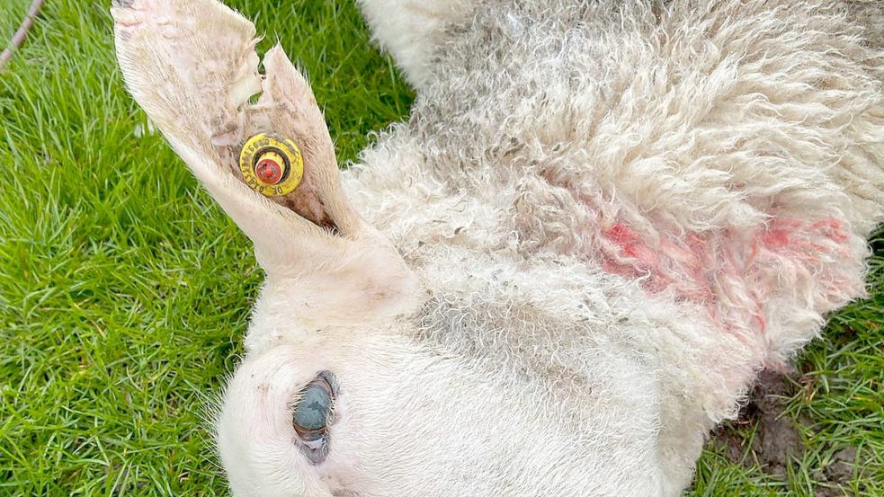 Das tote Schaf wurde am Montag auf der Weide gefunden. Foto: privat