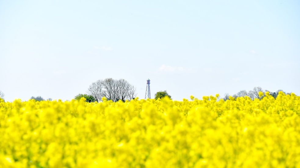 Ein Rapsfeld bei Hamswehrum mit dem Campener Leuchtturm im Hintergrund. Foto: Wagenaar