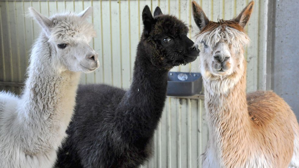 Auf ihrem Grundstück in Jackstede haben die Alpakas einen geräumigen Stall, in dem sie die Nächte verbringen. Foto: Ullrich