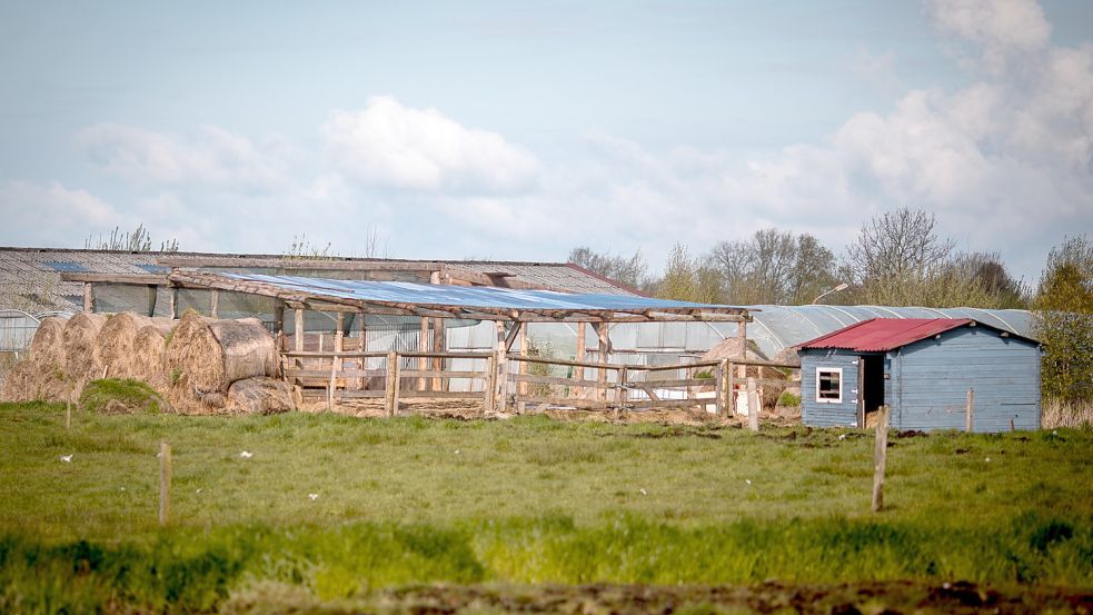 Dieser aus Holzbalken errichtete Stall und diese Hütte waren laut Landkreis Aurich ohne Genehmigung errichtet worden. Fotos: Cordsen