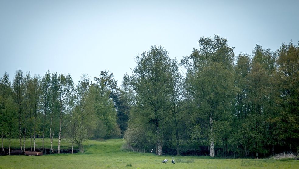 Am Nordrand des Gebiets erheben sich bis zu zwei Meter mächtige Hochmoorbänke.