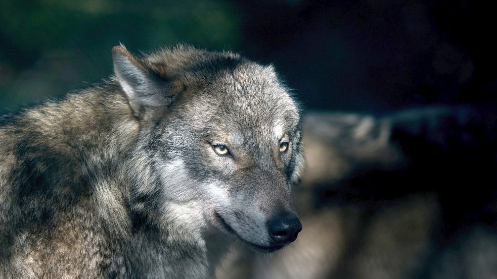 Dieser Wolf wurde in einem Freigehege in Thale, Sachsen-Anhalt, fotografiert. Foto: Gabbert/ZB/dpa