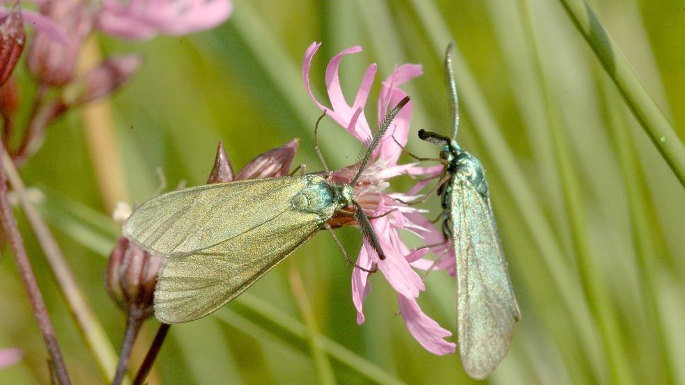 Grünwidderchen mögen lila Blüten. Foto: Steven