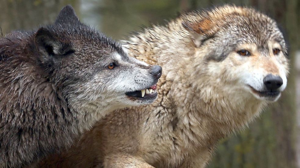 Der Wolf sorgt in der Region bei vielen Menschen für massive Ängste. Foto: Archiv