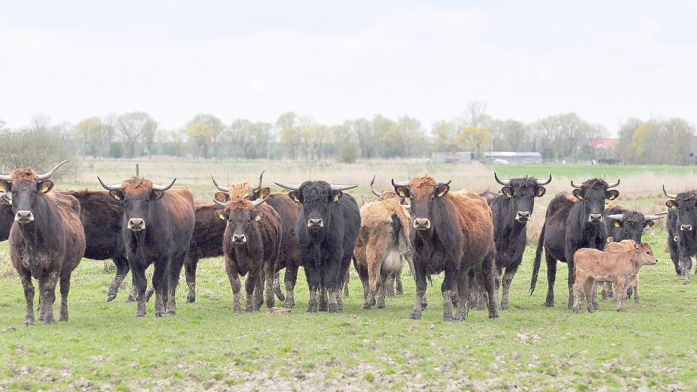 Anders als die Schwarzbunten sind Heckrinder wilde Tiere. Foto: Gettkowski