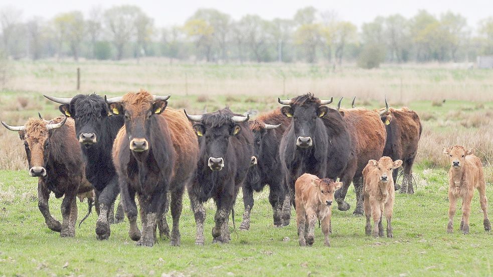 Ein Problem: Die Heckrinder (hier ein Foto aus Coldam) haben sich so stark vermehrt, dass die Größe der Weidefläche für die Anzahl der Tiere nicht mehr ausreicht. In regenreichen Zeiten entsteht dort stellenweise eine Schlammlandschaft. Foto: Gettkowski