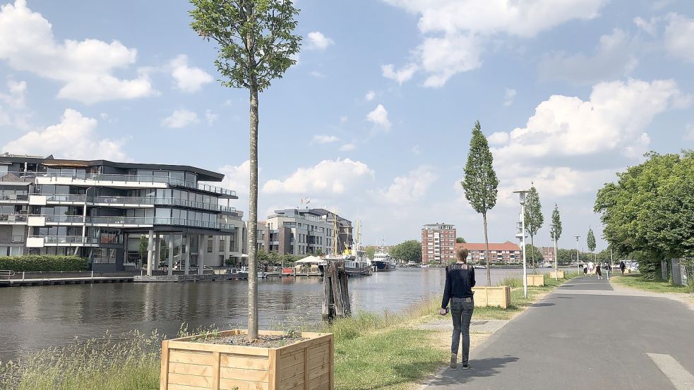 Insgesamt 50 "mobile Bäume" sind in der Emder Innenstadt verteilt - unter anderem auch gegenüber der Kapitänshäuser. Man fragt sich: Konnten die Bäume hier sind einfach in der Erde gepflanzt werden? Foto: Hanssen