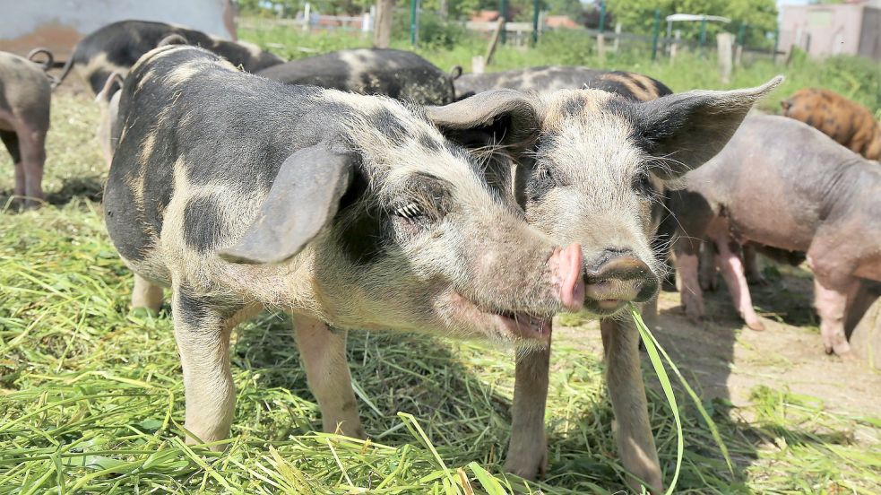 Die bunt gefleckten Linderöd-Ferkel waren die Stars des Tages – es ist eine seltene Haustierrasse. Foto: Böning