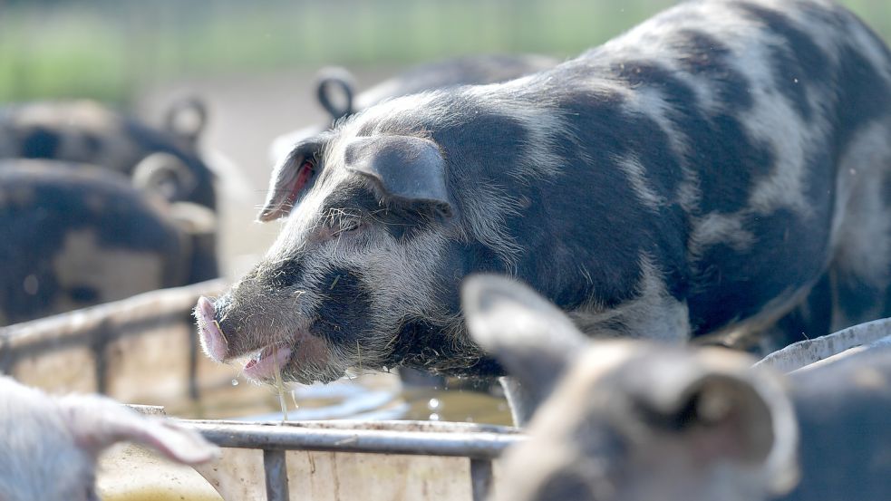 Von den Herausforderungen der modernen Landwirtschaft bekommen zumindest die Schweine kaum etwas mit. Foto: Ortgies