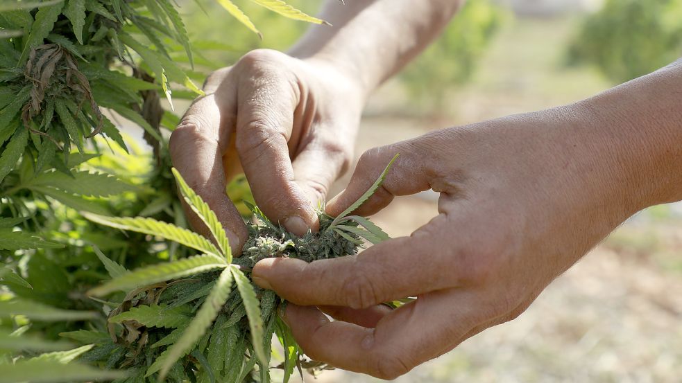 Die Abgabe von maximal 50 Gramm Cannabis pro Mitglied und Monat sieht das Eckpunkte-Papier der Bundesregierung für Cannabis Social Clubs vor. Foto: dpa/Clara Margais