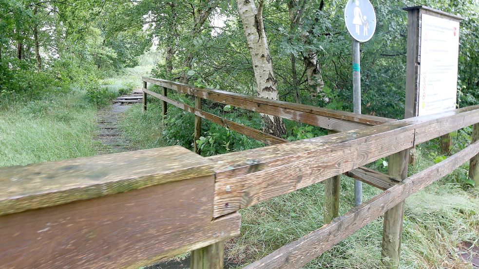 Der größte Teil des Bohlenweges ist seit 2018 gesperrt und verfallen. Er wird weiter freigehalten, damit sich hier Kreuzottern sonnen können. Foto: Böning