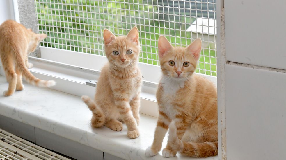 Im „Kindergarten“ des Katzenhauses können die jungen Katzen gemeinsam spielen und toben.