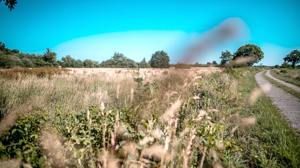 Gräser wogen im Wind, Brombeeren wuchern am Wegesrand, immer wieder ragen vereinzelt Bäume auf im Kompensationsgebiet. Fotos: Cordsen