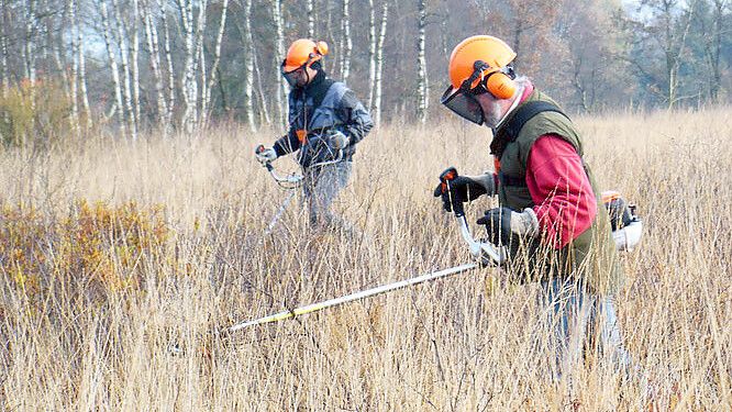 Helmut Hanssen (rechts) entfernt aufkommenden Birkenbewuchs im Landschaftsschutzgebiet "Am Ottermeer". Diese Arbeit ist sehr wichtig, um das Moor und die ansässigen Tier- und Pflanzenarten zu erhalten, sagt er. Foto: Nabu Wiesmoor/Großefehn