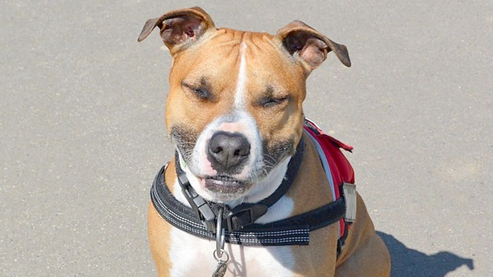 Ein Hund vergleichbaren Typs ist in Südbrookmerland aufgegriffen worden. Foto: pixabay