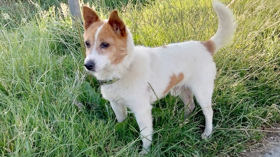 Jack-Russel-Terrier Tobi ist ebenfalls gefunden worden. Eine weitere Hündin gleicher Rasse ist im Kreis Leer ausgesetzt worden. Foto: privat
