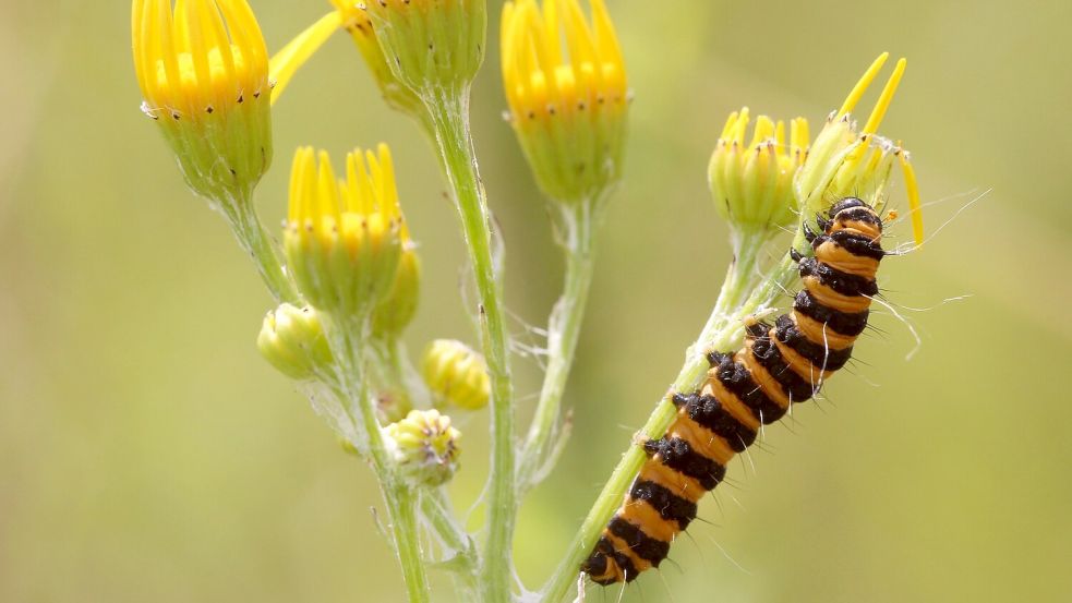 Die Raupen des Blutbärs schädigen das Jakobskreuzkraut so stark, dass es abstirbt. Foto: Schmutzler-Schaub/stock.adobe.com