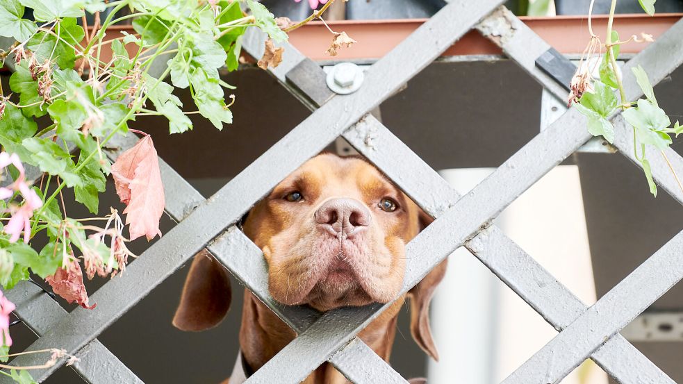 Nur ein Symbolbild: Dieser Hund wartet in Berlin auf seinen Besitzer. Foto: Riedl/dpa